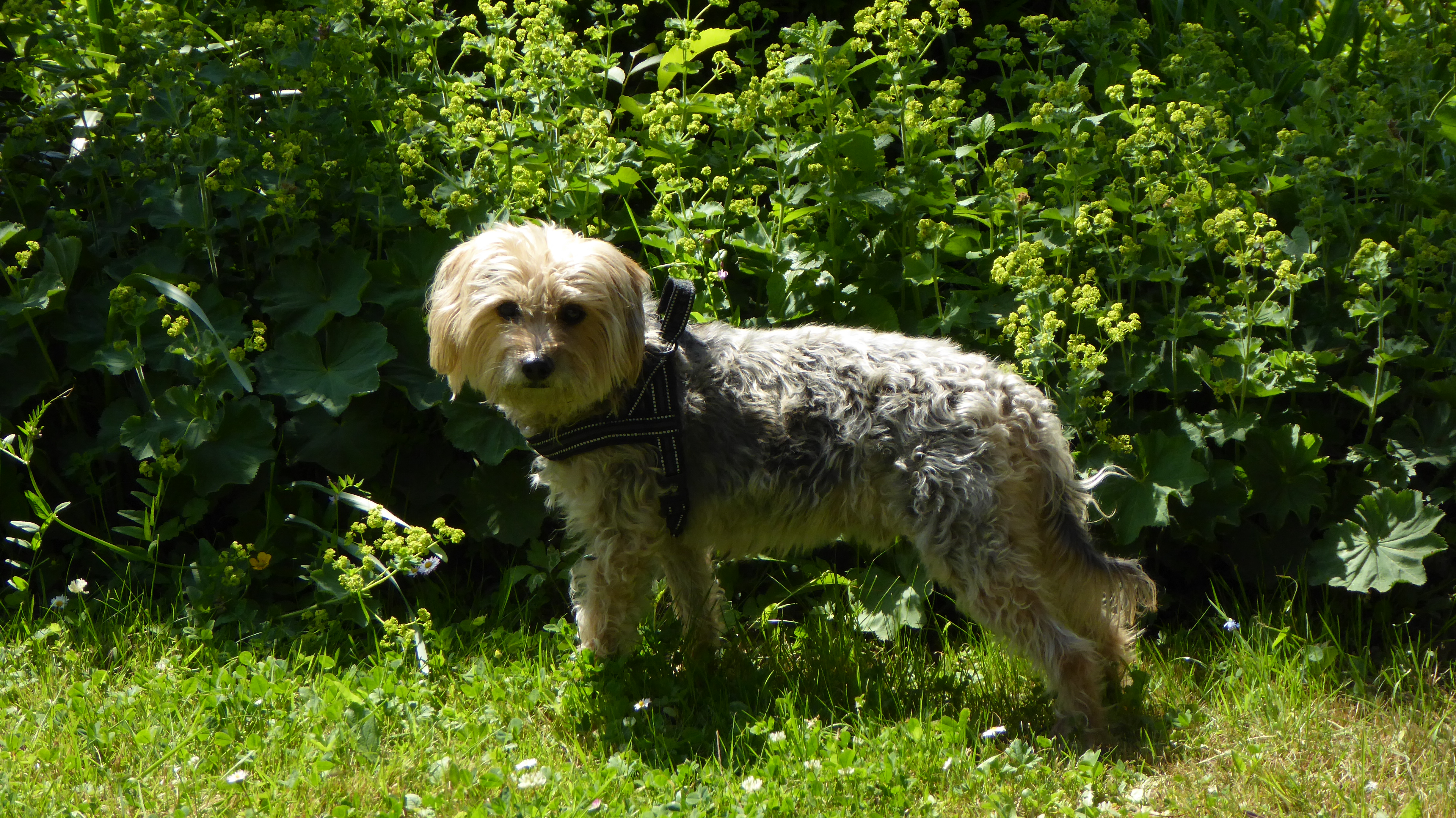 Pippo