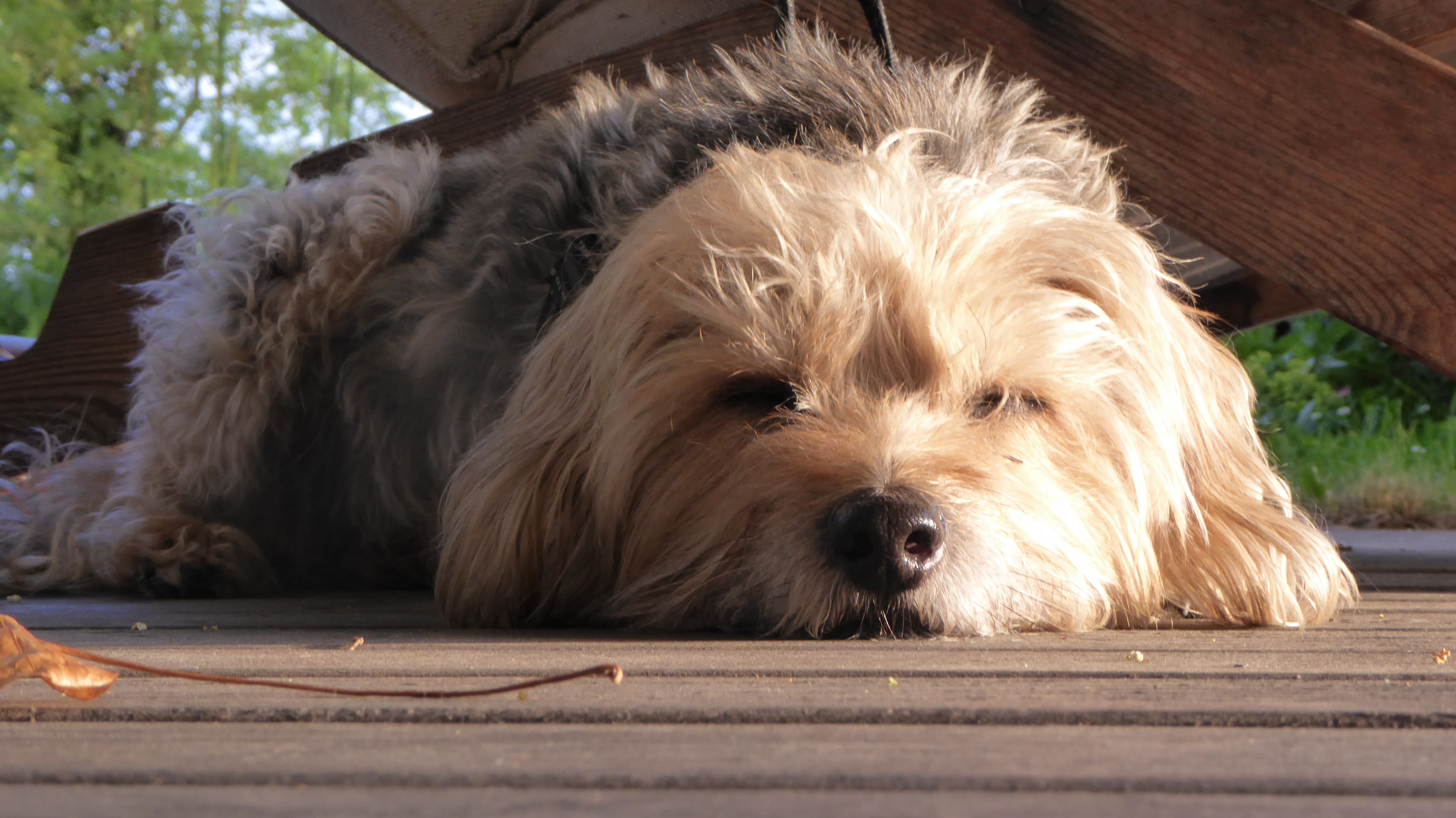 Pippo