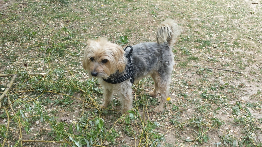 Pippo